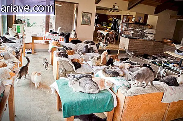 Rencontrez la femme qui vit avec plus de 1 000 chats [vidéo]