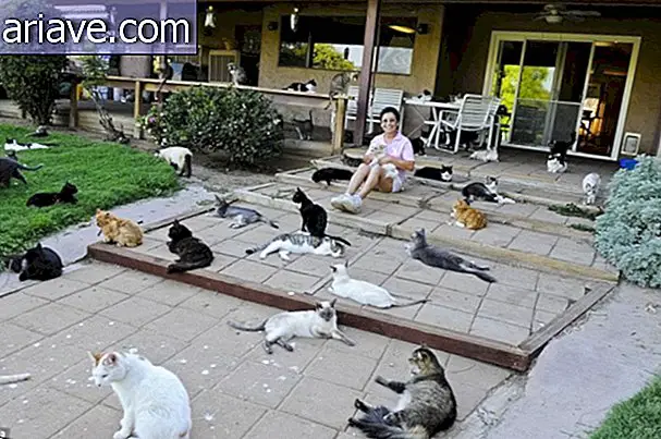 Ontmoet de vrouw die bij meer dan 1.000 katten woont [video]