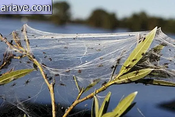 Strašidelný: pavučinový les v Austrálii
