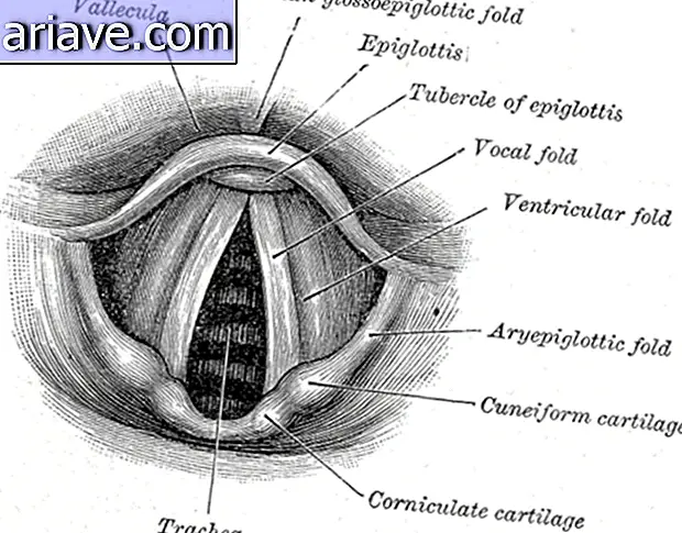 épiglotte